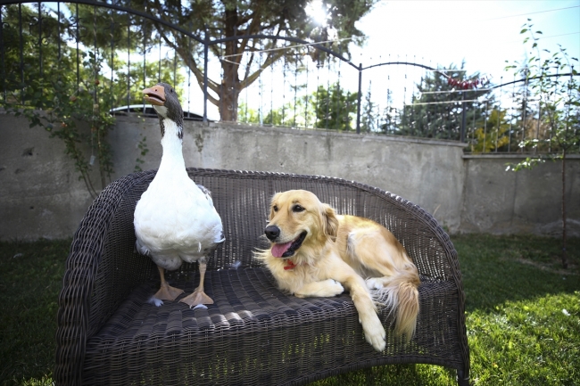 Köpek ve kazın ilginç dostluğu